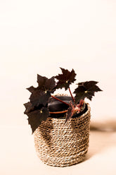 Begonia sp. "Black Velvet"